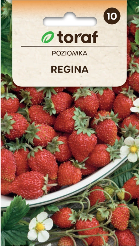 TORAF Poziomka Regina czerwona nasiona sklep rajogrodnika
